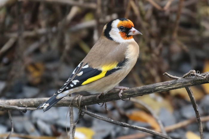 Goldfinch