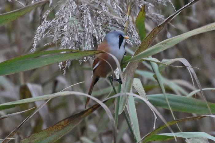 Bearded Tit