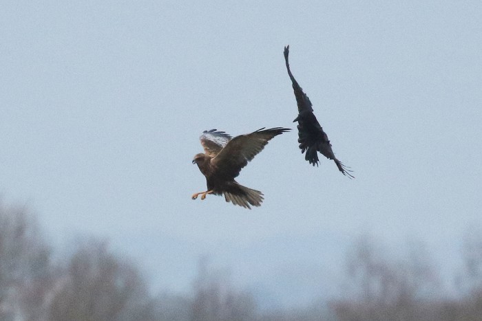 Marsh Harrier