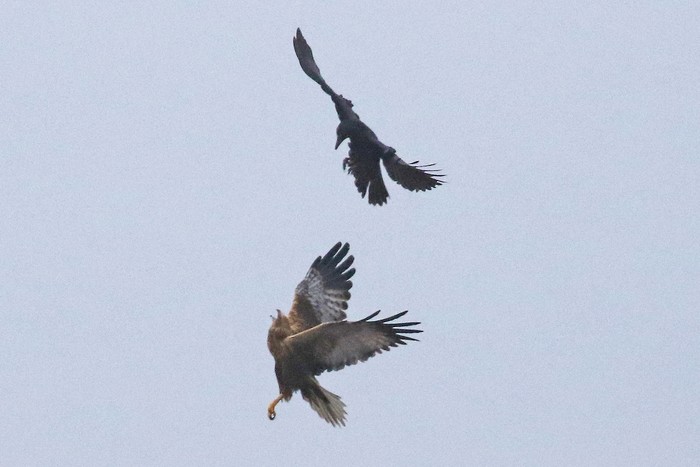 Marsh Harrier