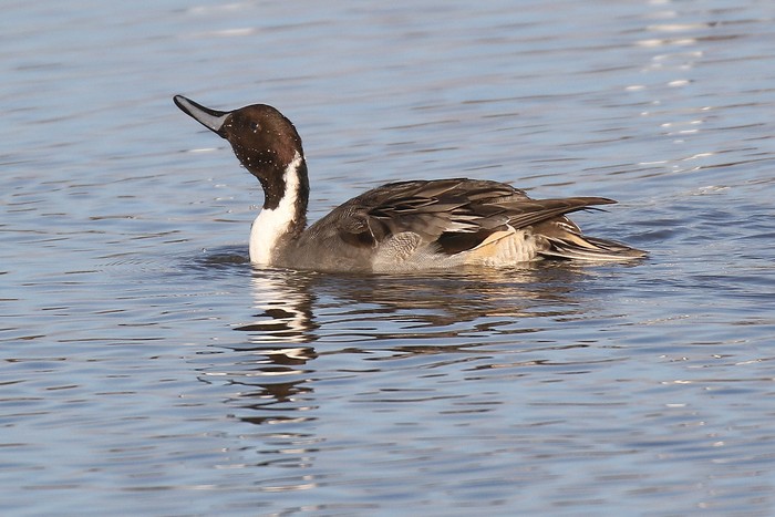 Pintail