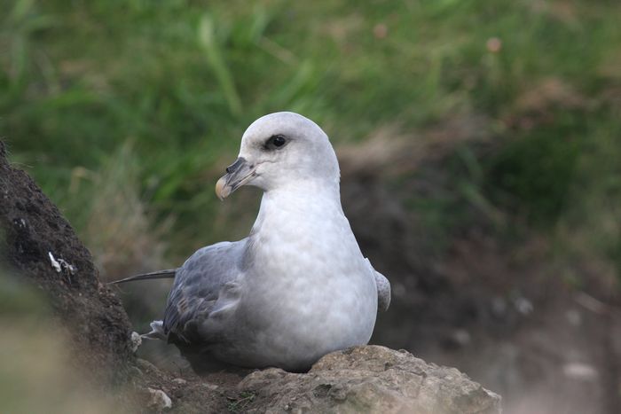 Blue Fulmar