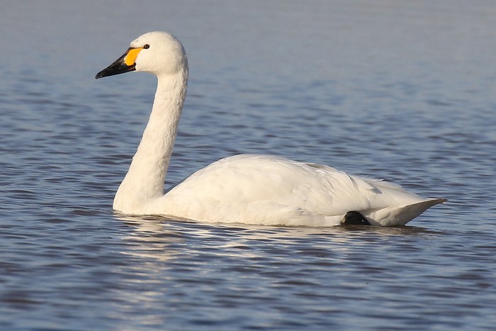 Bewick's Swan