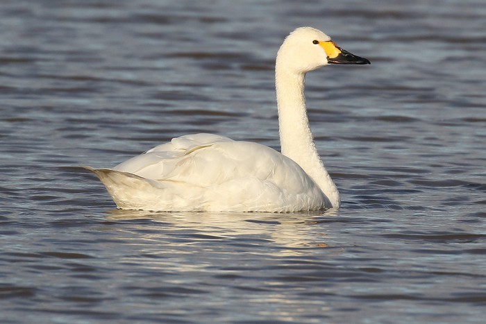Bewick's Swan