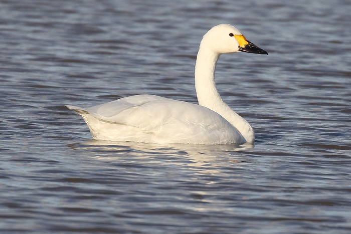 Bewick's Swan
