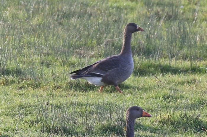 Greenland White-fronted Goose