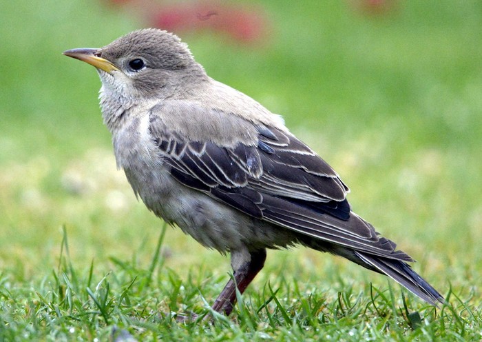 Rose-coloured Starling