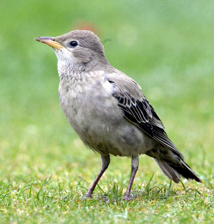 Rose-coloured Starling