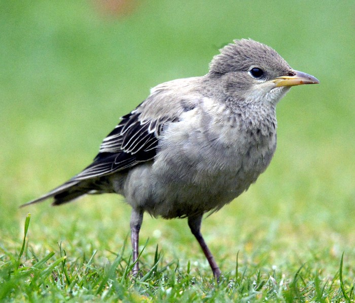Rose-coloured Starling