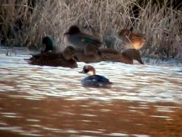 Smew