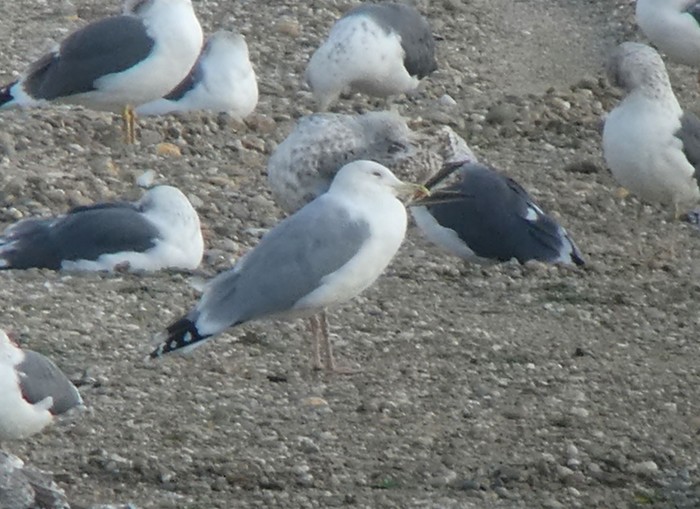 Caspian Gull