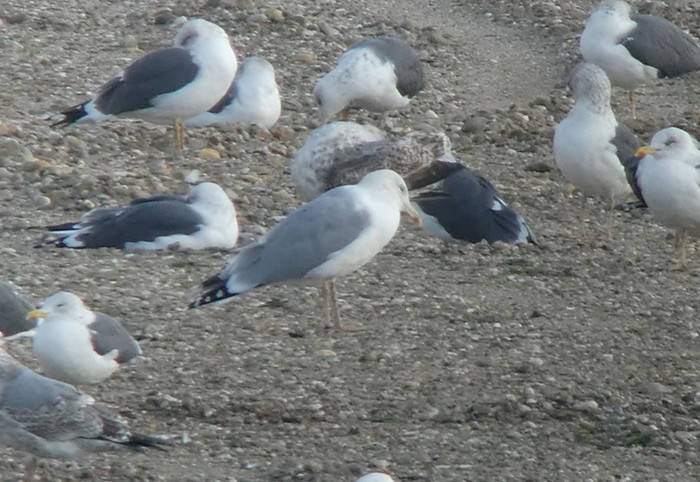 Caspian Gull