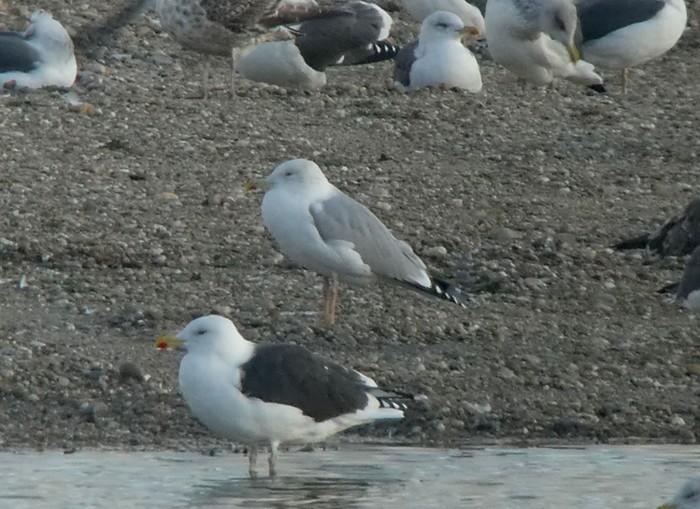 Caspian Gull