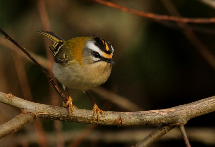 Firecrest