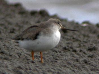 Terek Sandpiper