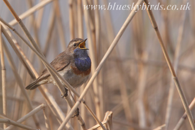 White-spotted Bluethroat