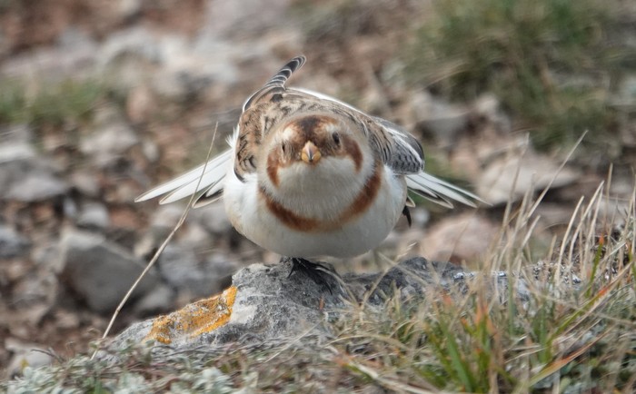 Snow Bunting