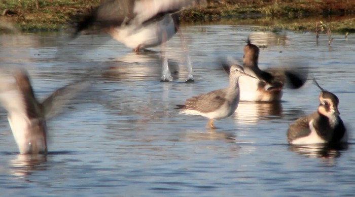 Lesser Yellowlegs