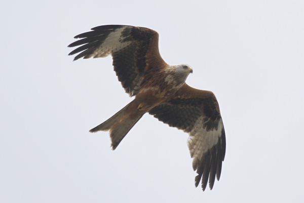 Red Kite