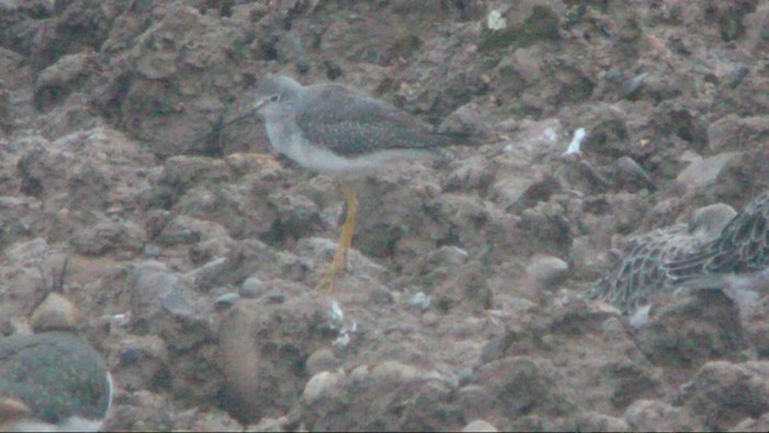 Lesser Yellowlegs