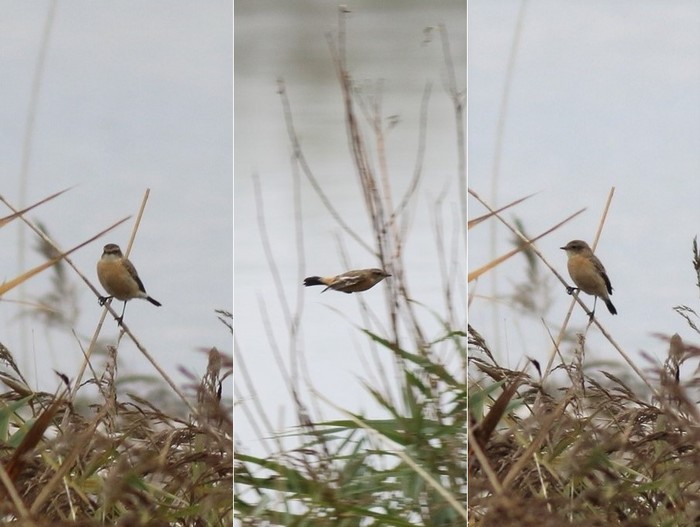 Siberian Stonechat