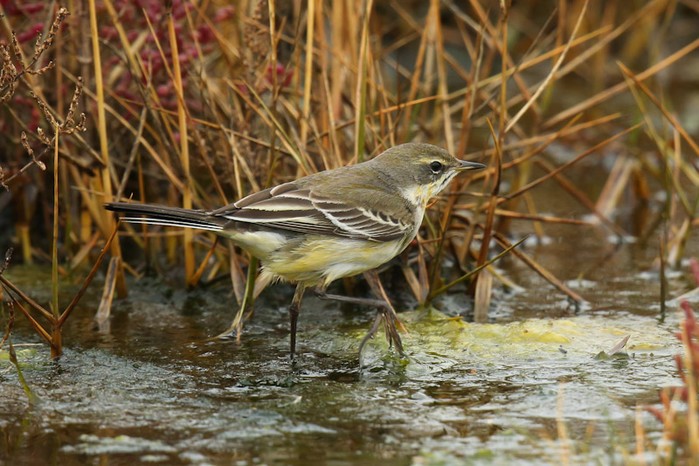 Eastern Yellow Wagtail