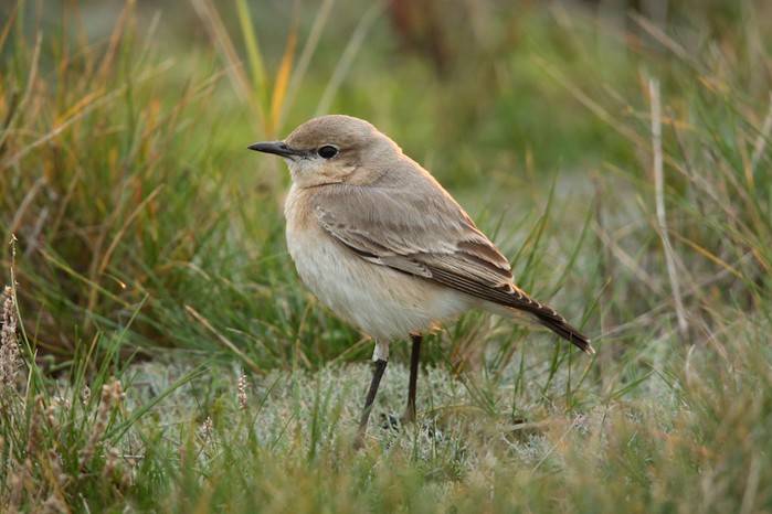 Isabelline Wheatear