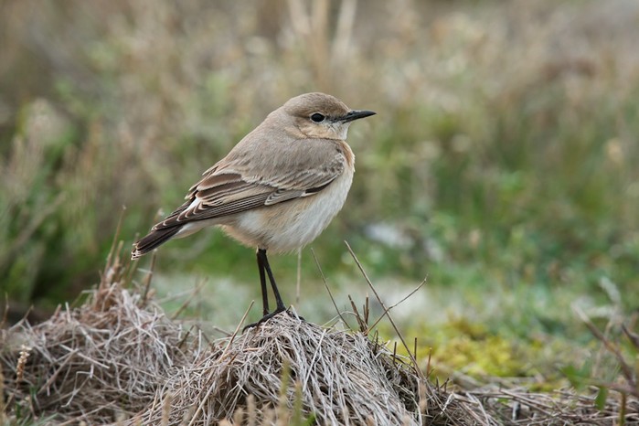 Isabelline Wheatear