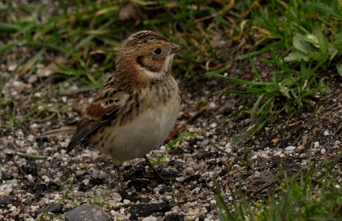 Lapland Bunting