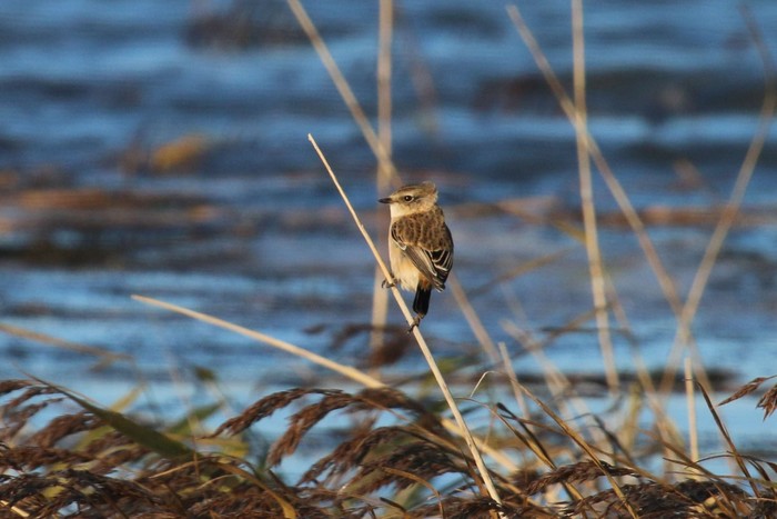 Siberian Stonechat