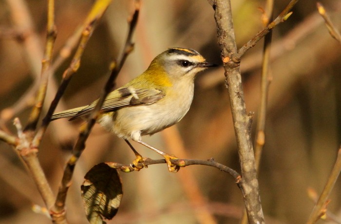 Firecrest