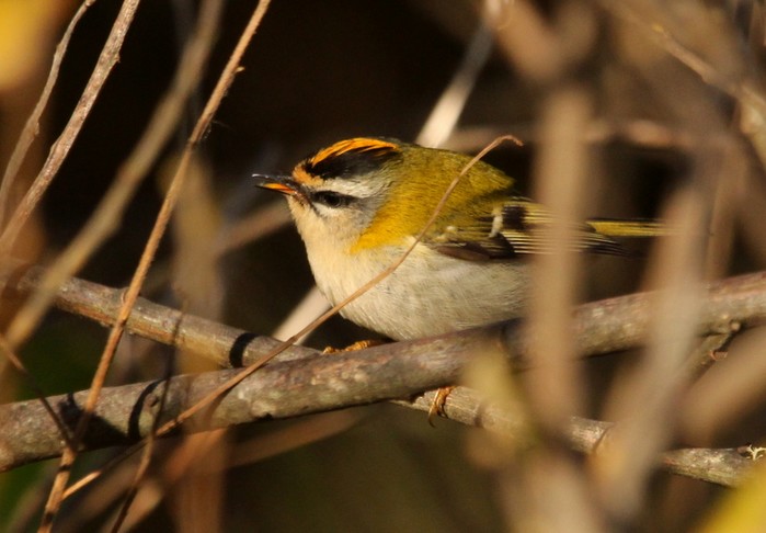 Firecrest