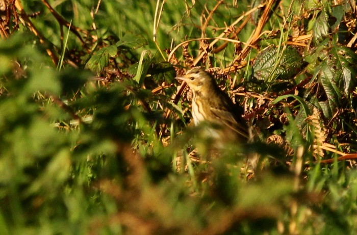 Olive-backed Pipit