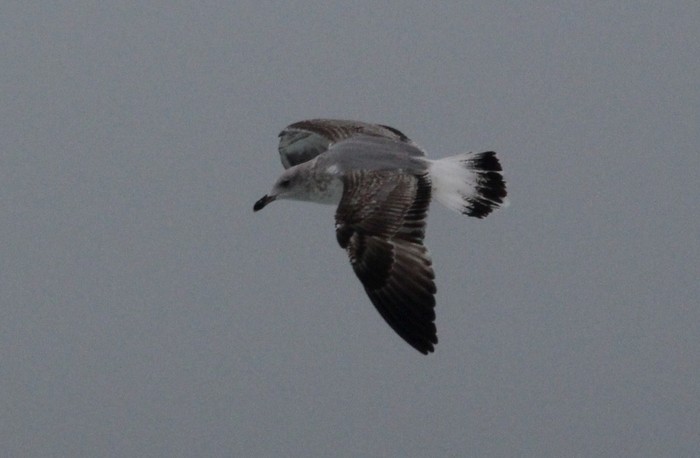 Yellow-legged Gull