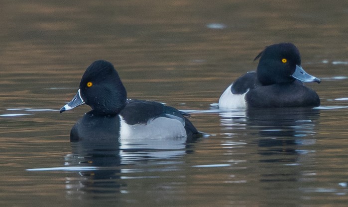 Ring-necked Duck