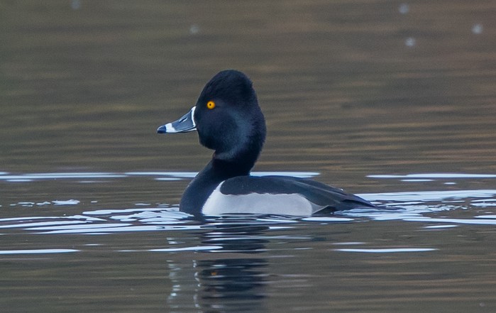 Ring-necked Duck