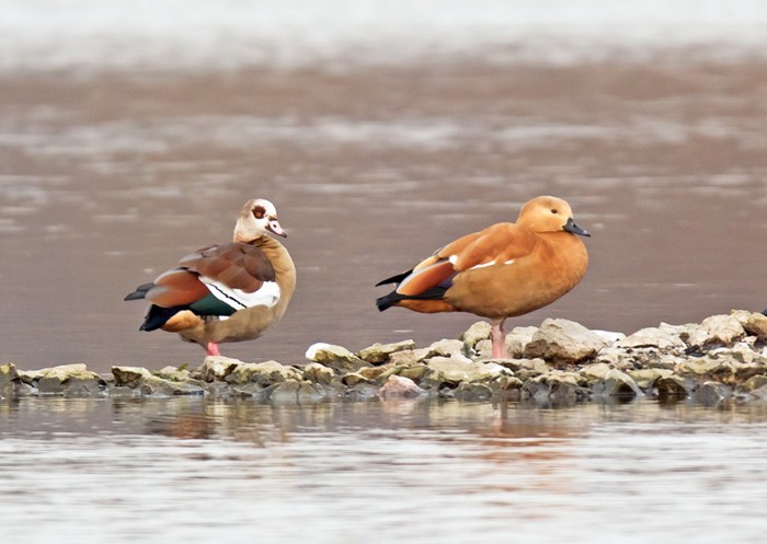 Egyptian Goose