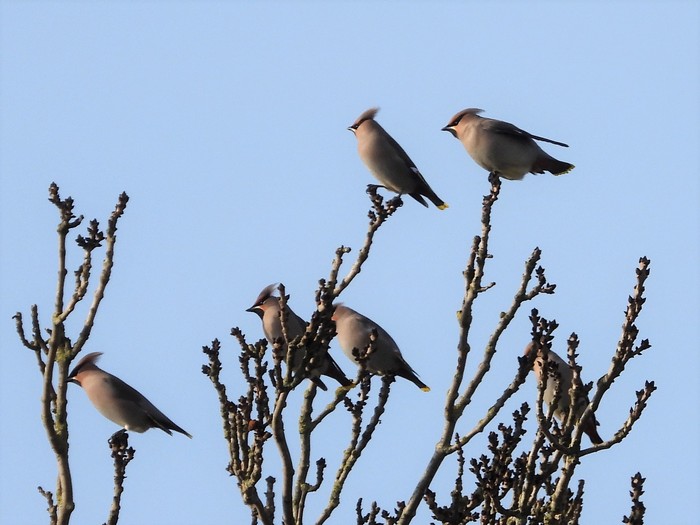 Waxwing