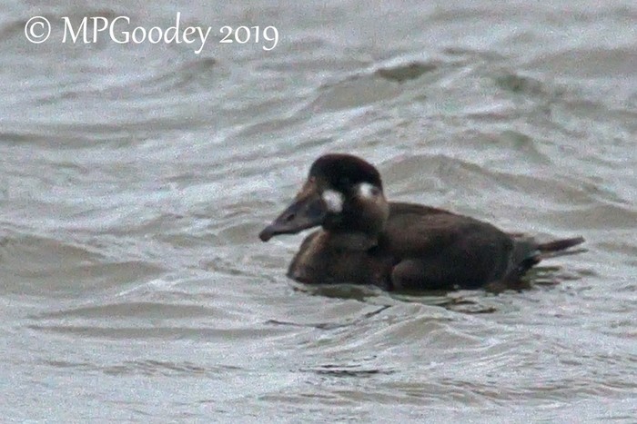 Surf Scoter