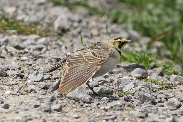 Shorelark