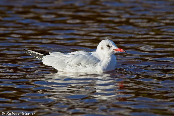 Black-headed Gull