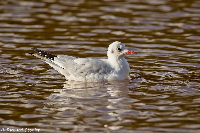 Black-headed Gull