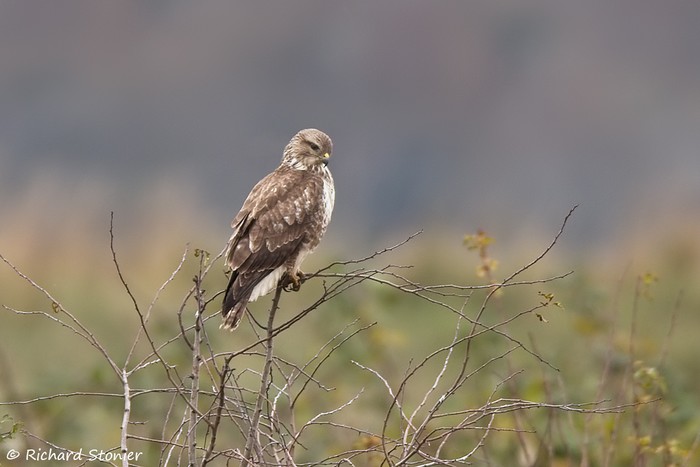 Buzzard