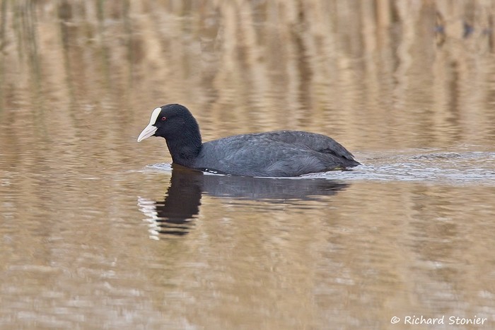 Coot
