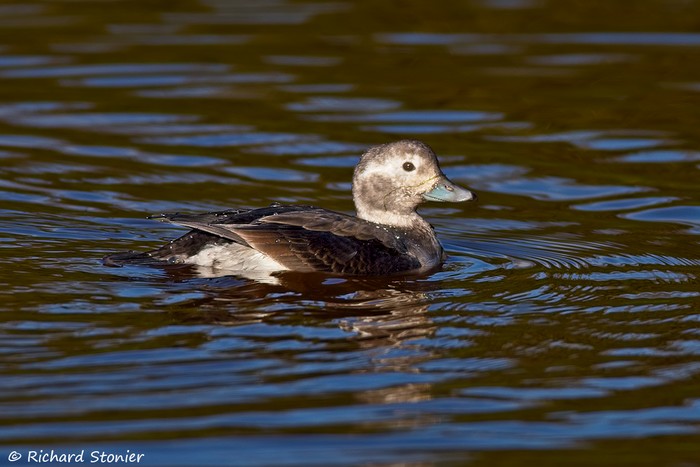 Long-tailed Duck