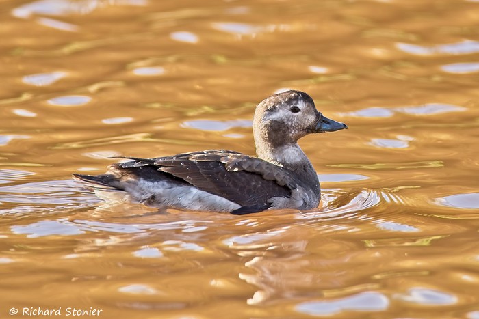 Long-tailed Duck