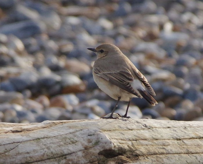 Isabelline Wheatear