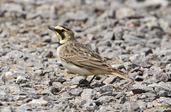 Shorelark