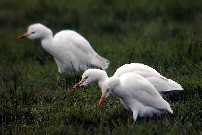 Cattle Egret