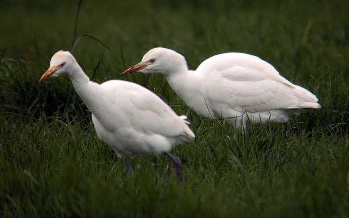 Cattle Egret